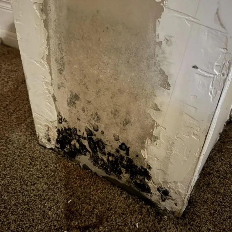 Professional Mold Removal in Manning, SC
